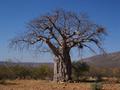 baobab 